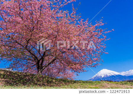 Fresh snow on Mt. Fuji, seen through a single early-blooming cherry tree 122471913