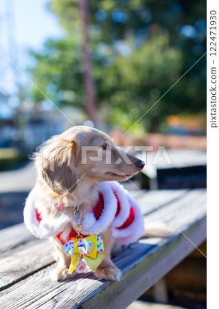 Dachshund taking a walk in the park Dachshund taking a walk in the park 122471930