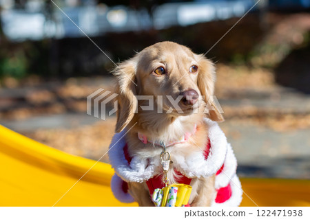Dachshund taking a walk in the park 122471938