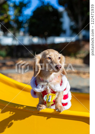 臘腸犬在公園散步 122471939