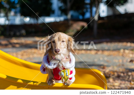 Dachshund taking a walk in the park Dachshund taking a walk in the park 122471940