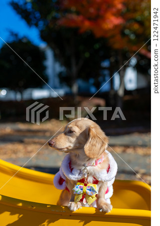 Dachshund taking a walk in the park 122471942