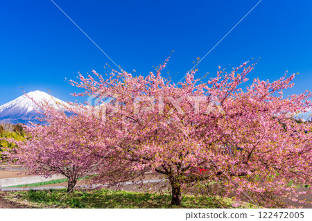 Fresh snow on Mt. Fuji through early-blooming cherry blossoms 122472005