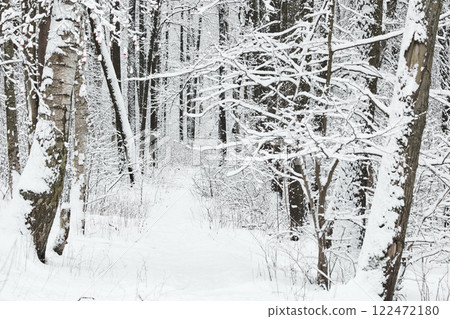The heavy snowfall in a wild park, winter fairy tale in the forest, snow-covered tree branches, large flakes of snow are slowly falling, nobody, snow storm, blizzard 122472180
