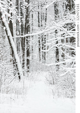 The heavy snowfall in a wild park, winter fairy tale in the forest, snow-covered tree branches, large flakes of snow are slowly falling, nobody, snow storm, blizzard The heavy snowfall in a wild park, winter fairy tale in the forest, snow-covered tree branches, large flakes of snow are slowly falling, nobody, snow storm, blizzard 122472181