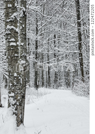 The heavy snowfall in a wild park, winter fairy tale in the forest, snow-covered tree branches, large flakes of snow are slowly falling, nobody, snow storm, blizzard 122472205