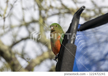A colourful, friendly, and vibrant Australian King Parrot A colourful, friendly, and vibrant Australian King Parrot 122472241