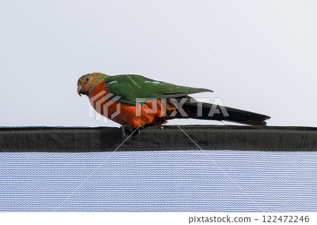 A colourful, friendly, and vibrant Australian King Parrot 122472246