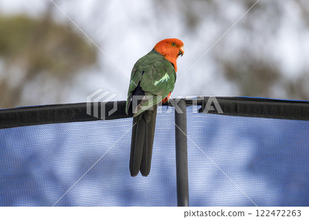 A colourful, friendly, and vibrant Australian King Parrot A colourful, friendly, and vibrant Australian King Parrot 122472263