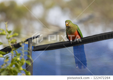 A colourful, friendly, and vibrant Australian King Parrot A colourful, friendly, and vibrant Australian King Parrot 122472264