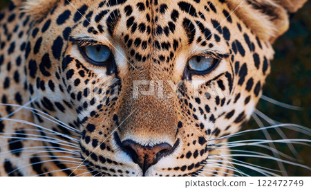 Leopard Displays Intense Beauty With Captivating Features and Striking Spots in Natural Habitat Leopard Displays Intense Beauty With Captivating Features and Striking Spots in Natural Habitat 122472749