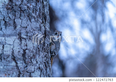 Ezo flying squirrel perched on a tree Ezo flying squirrel perched on a tree 122472763