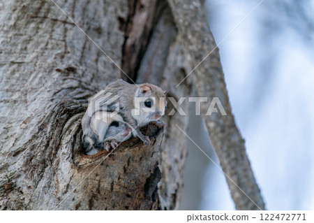 Two flying squirrels peeking out of their burrows 122472771