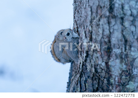 Ezo flying squirrel perched on a tree Ezo flying squirrel perched on a tree 122472778