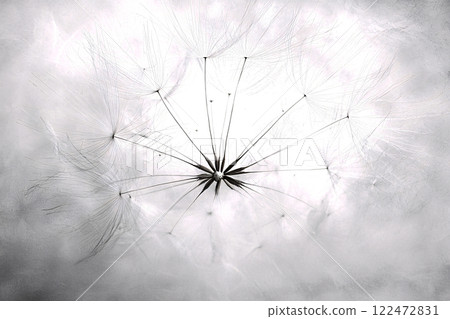 Delicate organic pattern, radial symmetry, macro of dandelion seed head, soft natural texture 122472831