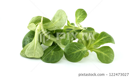 Fresh Green Valerianella Leaves on White Background 122473027