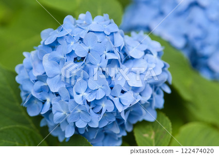 A beautiful blue hydrangea blooming in the park ④ A beautiful blue hydrangea blooming in the park ④ 122474020