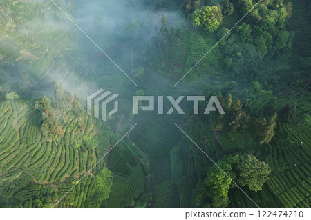 Aerial view of tea farm landscape in China Aerial view of tea farm landscape in China 122474210
