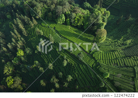 Aerial view of tea farm landscape in China Aerial view of tea farm landscape in China 122474222