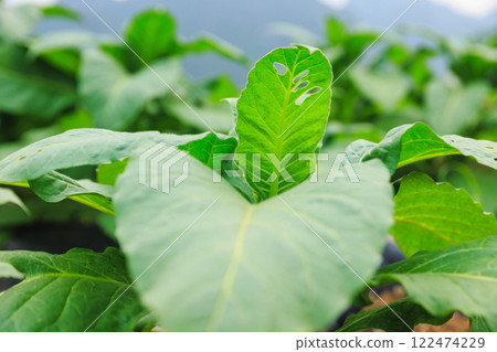 Tobacco leaf plant grow at field 122474229
