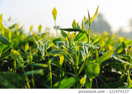 Green tea trees in spring mountains 122474237