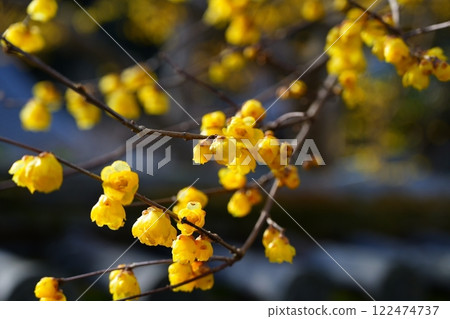 The cute yellow wintersweet flowers bloom against the backdrop of the tiled roofs at Taima-dera Temple in Nara Prefecture [January] 122474737