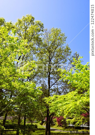 新鮮的綠樹在陽光下閃閃發光 122474815