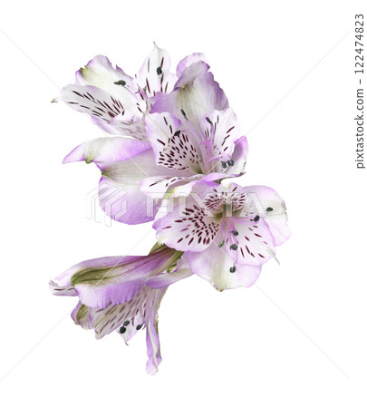Purple alstroemeria flowers isolated 122474823
