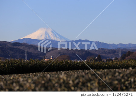 Winter tea plantations and Mt. Fuji Winter tea plantations and Mt. Fuji 122475271