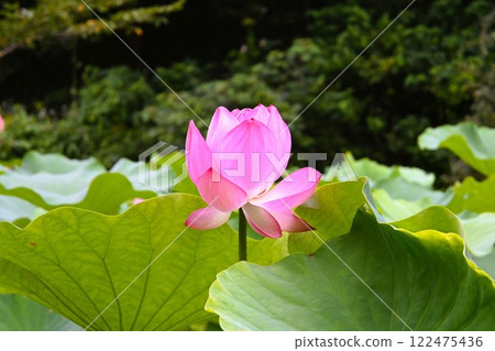 Flowered lotus flower 122475436