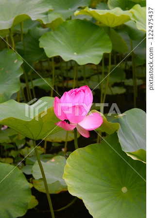 Flowered lotus flower 122475437