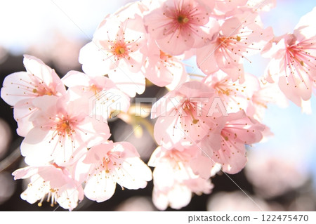 FujiSakura 122475470