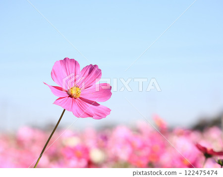 波斯菊藍天特寫 122475474