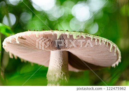 Wild mushrooms in the forest Wild mushrooms in the forest 122475962