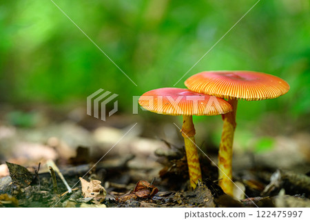 森林裡的野生菇 122475997