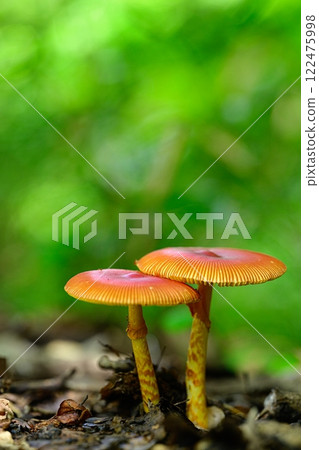 Wild mushrooms in the forest 122475998