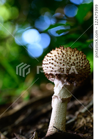 Wild mushrooms in the forest 122475999