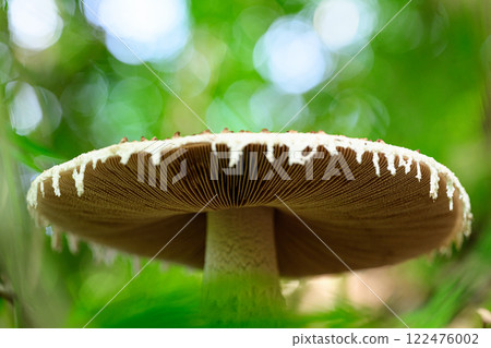 Wild mushrooms in the forest 122476002