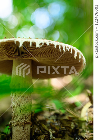 Wild mushrooms in the forest Wild mushrooms in the forest 122476003