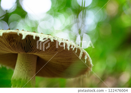 Wild mushrooms in the forest Wild mushrooms in the forest 122476004