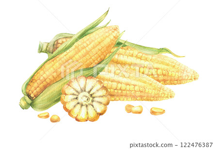 Sweet Corn and corncob composition. Yellow cut and whole maize cob with kernel of corn, Seeds and green leaves, husks of corn plant. Watercolor realistic painted illustration. Isolated from background 122476387
