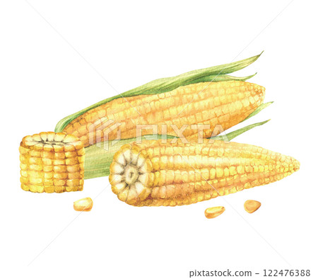 Corn and corncob composition. Yellow cut and whole maize with kernel of corn, Seeds and green leaves, husks of sweet corn plant. Watercolor painted illustration for food label Isolated from background Corn and corncob composition. Yellow cut and whole maize with kernel of corn, Seeds and green leaves, husks of sweet corn plant. Watercolor painted illustration for food label Isolated from background 122476388