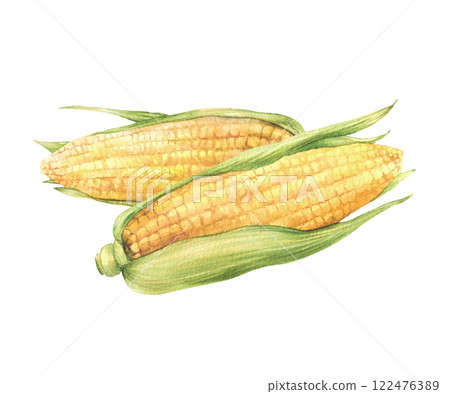 Two Corncobs or sweet maize cobs. Yellow grain vegetable with green husks, leaves. Watercolor realistic hand drawn isolated from background illustration. Food packaging, label, farming product design 122476389