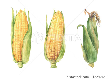 Corn Cobs set. Raw sweet maize with green leaves and husks. Grain vegetable agricultural crop harvesting element. Watercolor realistic painted isolated from background illustration for food packaging 122476390