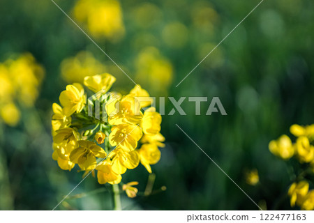 ＜五島風景＞冬天裡盛開的反季油菜花 122477163