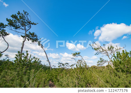 Coastal pine forest scenery 122477576