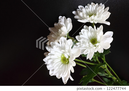 白噴媽媽 122477744