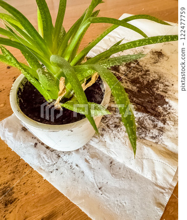 Aloe vera plant in white pot, repotting mess with soil on paper towel. High quality photo Aloe vera plant in white pot, repotting mess with soil on paper towel. High quality photo 122477759