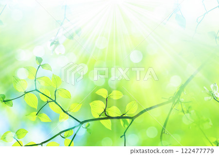 新鮮的綠樹和燈光 新鮮的綠樹和燈光 122477779