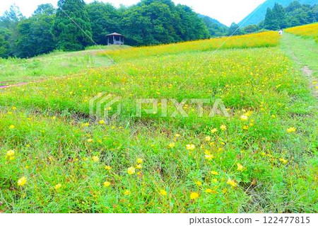 Cosmos in full bloom, Autumn cherry blossoms, Cosmosberg, Omoshiroyama Plateau Cosmos in full bloom, Autumn cherry blossoms, Cosmosberg, Omoshiroyama Plateau 122477815
